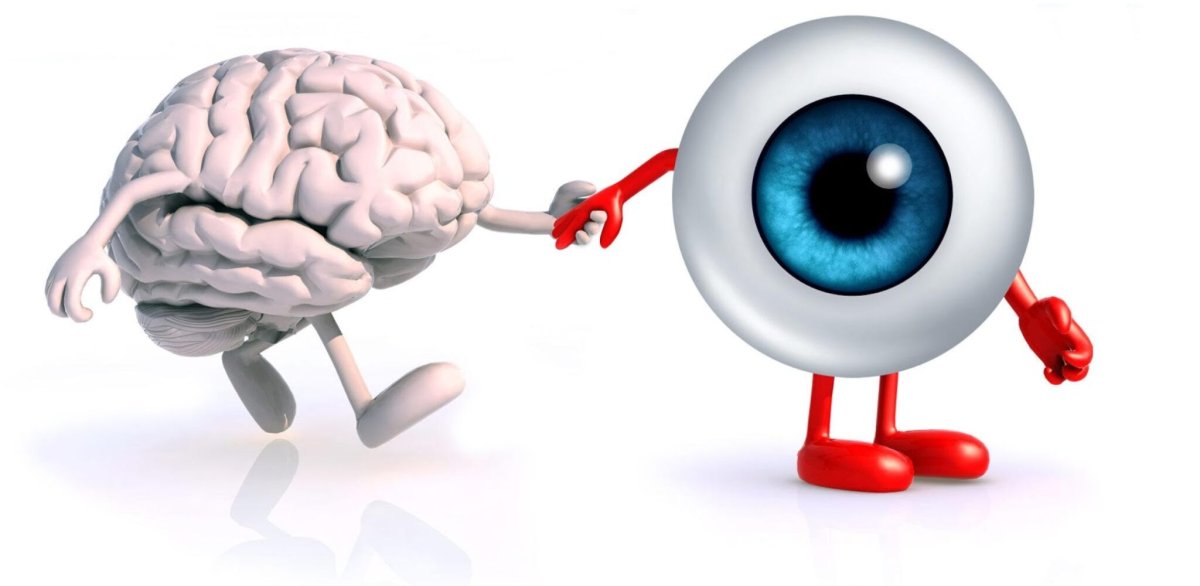 Глаза и мозг взаимосвязь