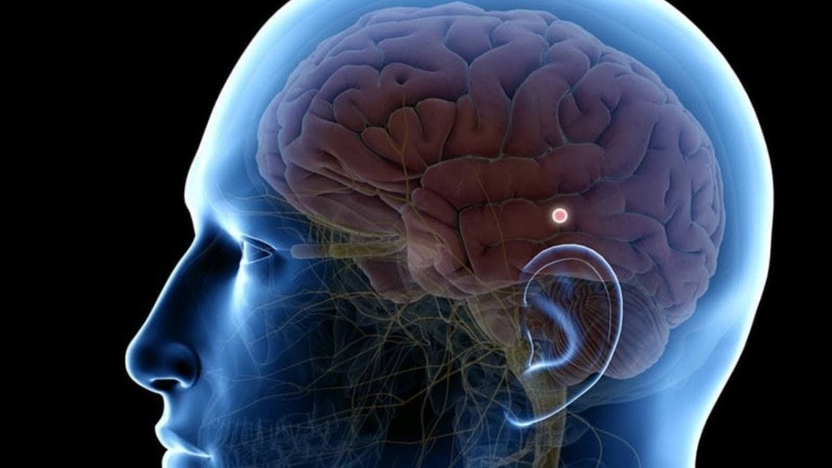 Гиппокамп и шишковидная железа