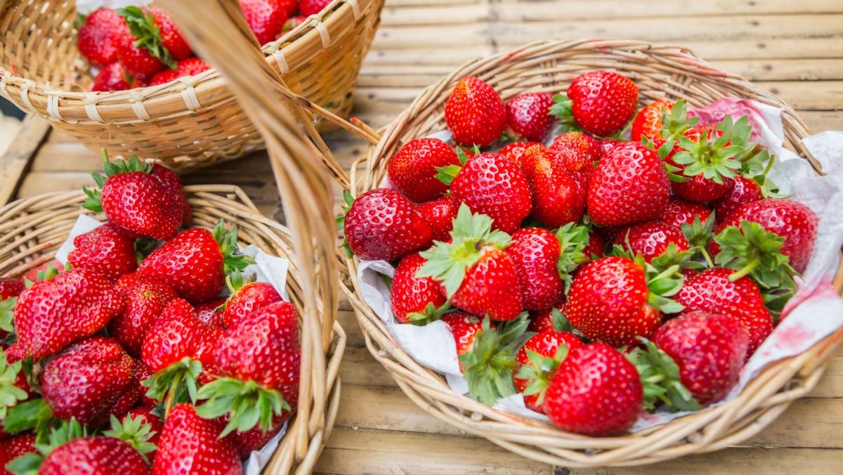 Клубника сохры