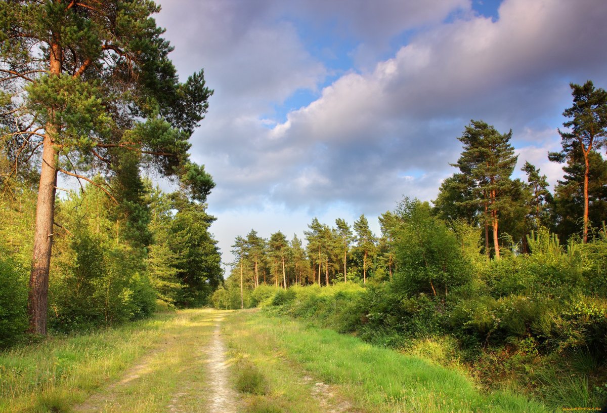 Псков Бор лес