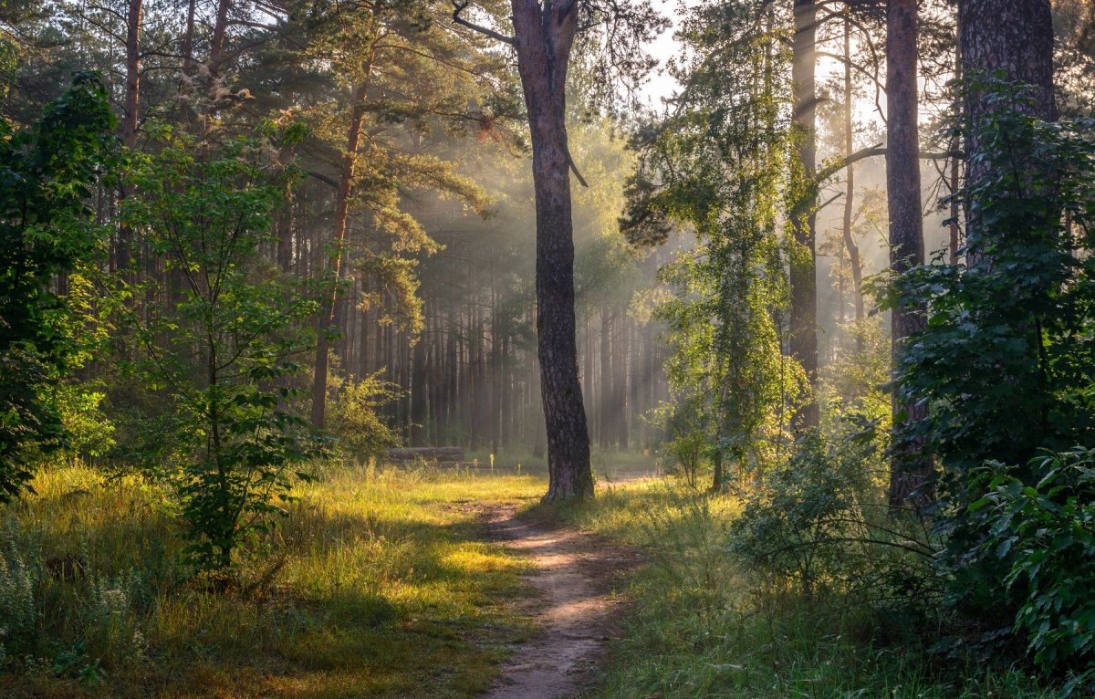 Тропа в лесу утром