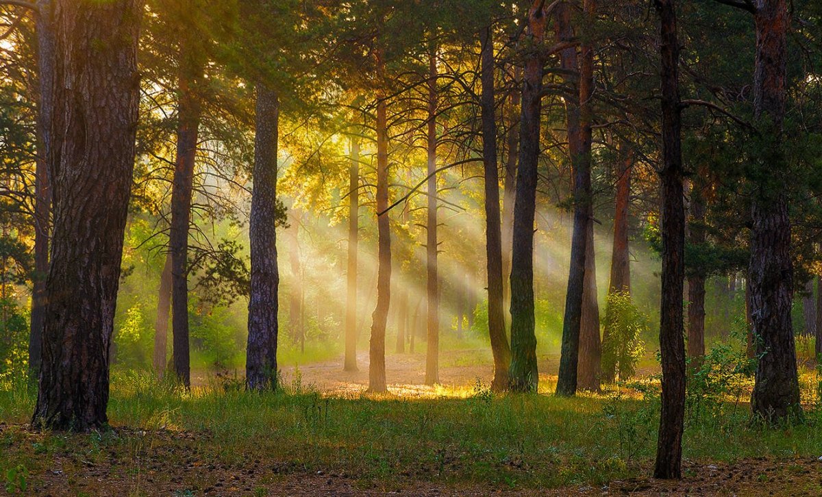 Ранний рассвет в лесу