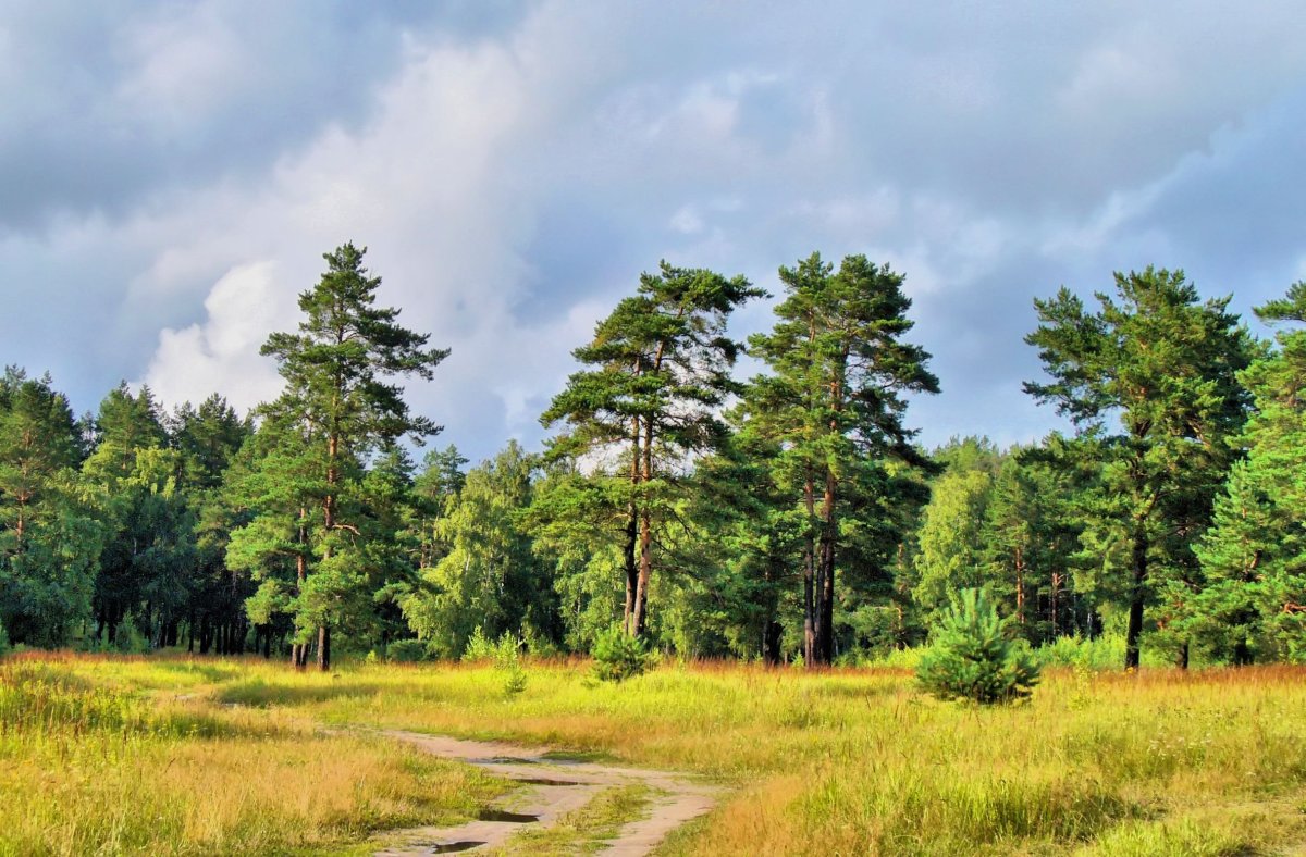 Сосновый Бор Подмосковье