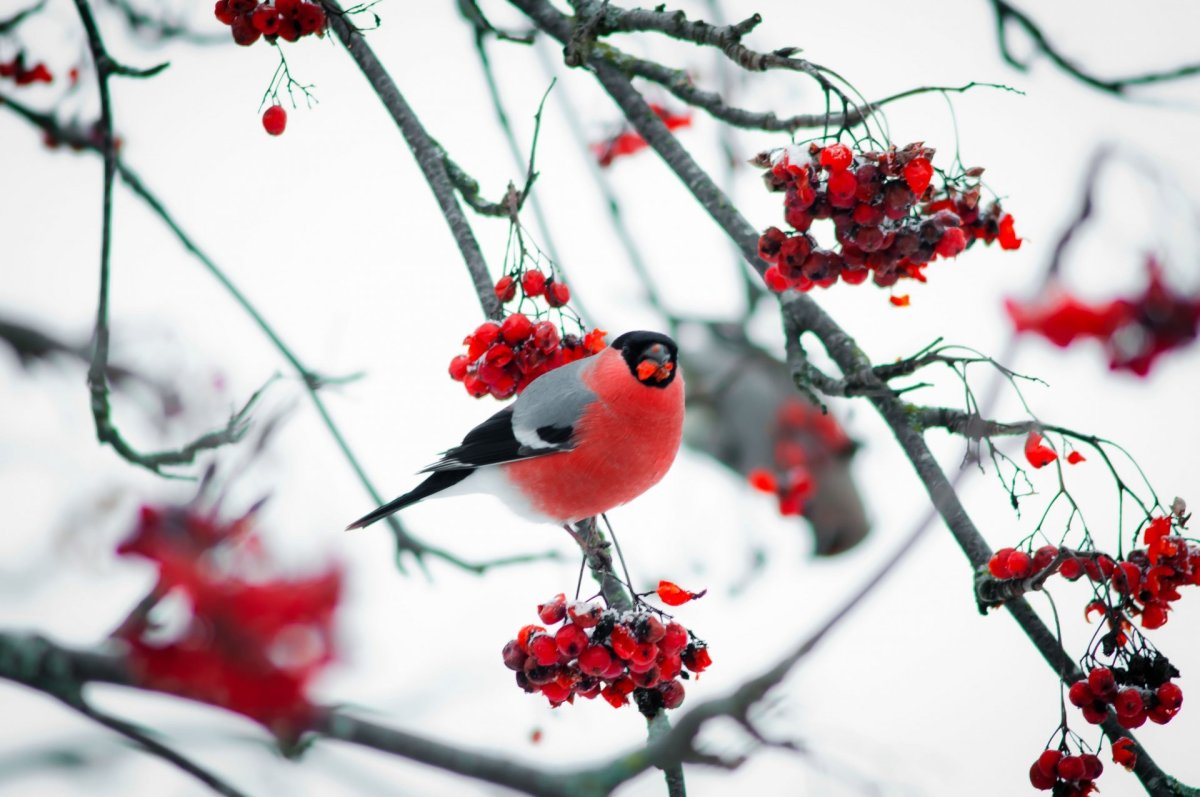 Зима рябина Снегири
