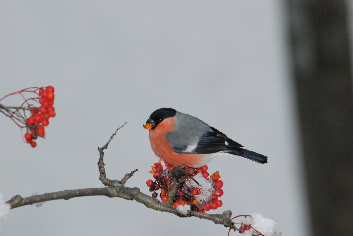Снегири на ветке