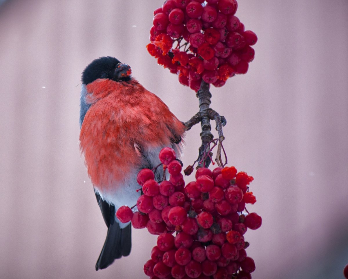 Снегири на рябине