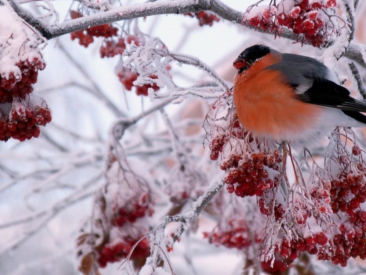 Картинки на рабочий стол Снегири