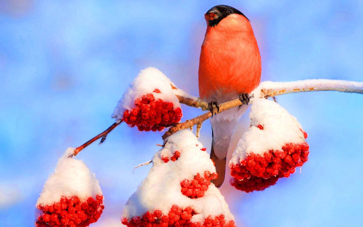 Снегири зимой