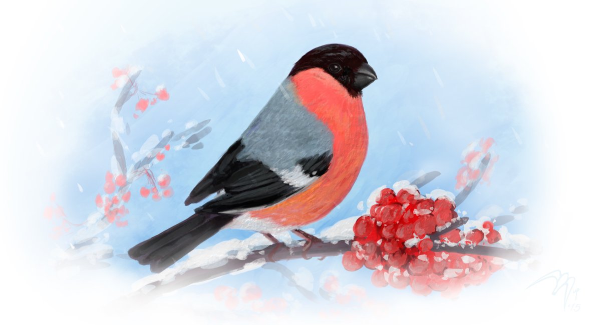 Снегири на ветке