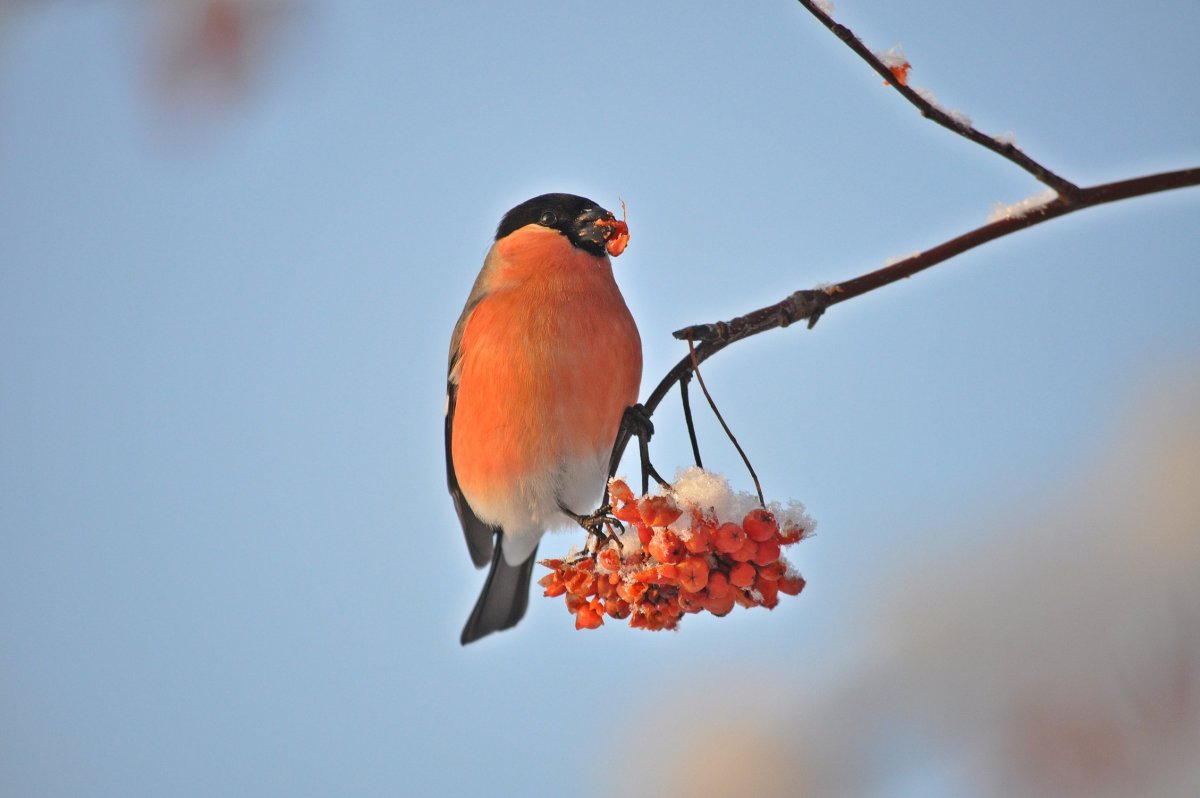 Снегирь Мурманск