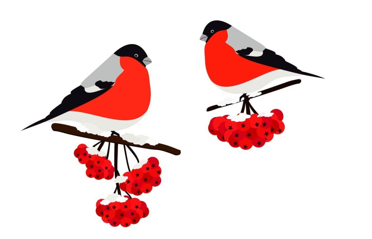Снегирь на ветке рябины