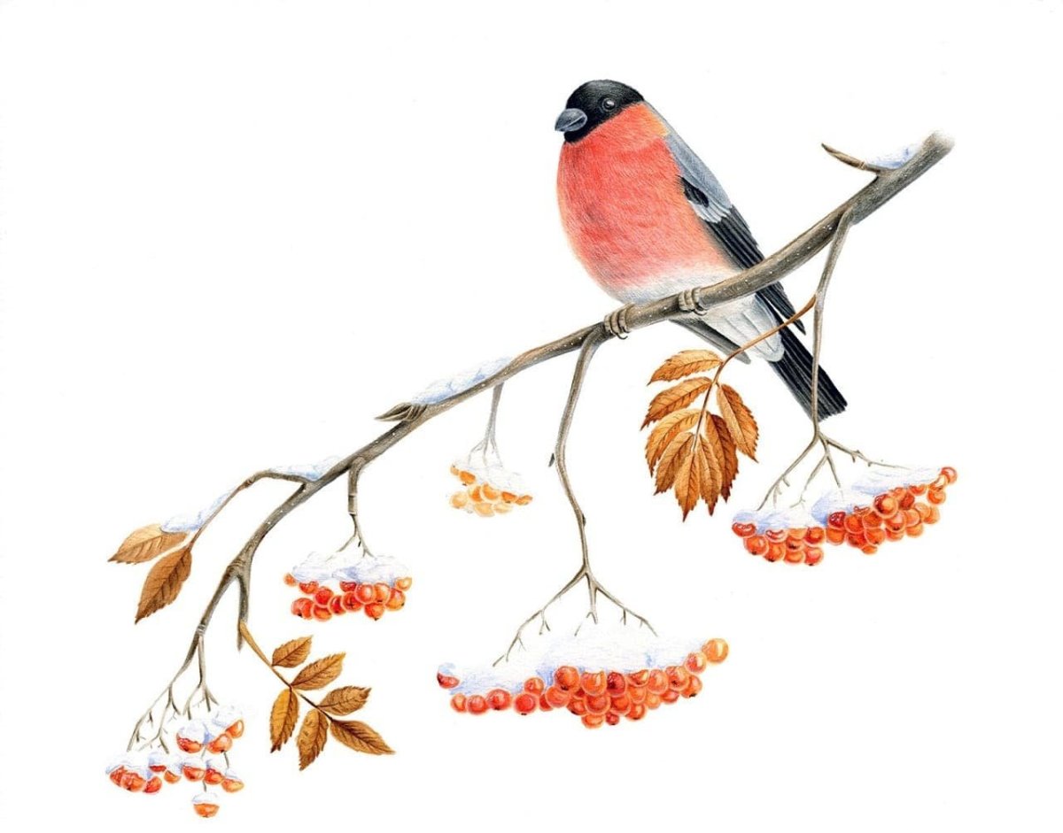 Снегирь на прозрачном фоне