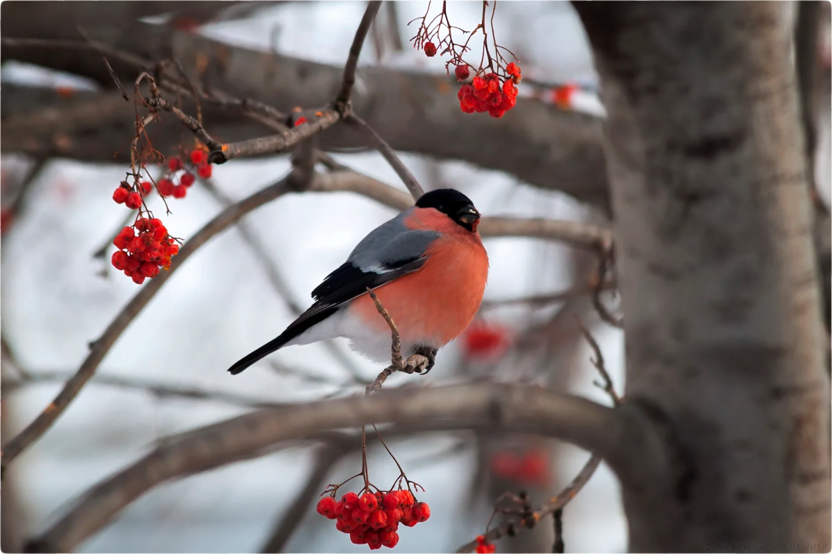 Снегирь и Калина