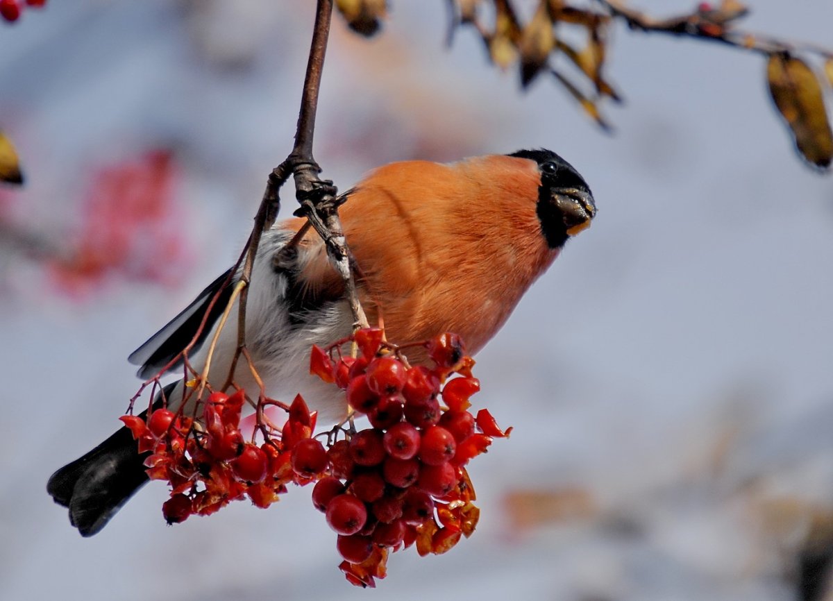 Сибирский Снегирь