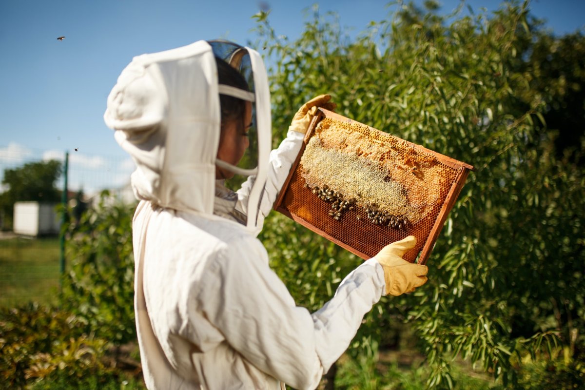 Красивые девушки пчеловоды