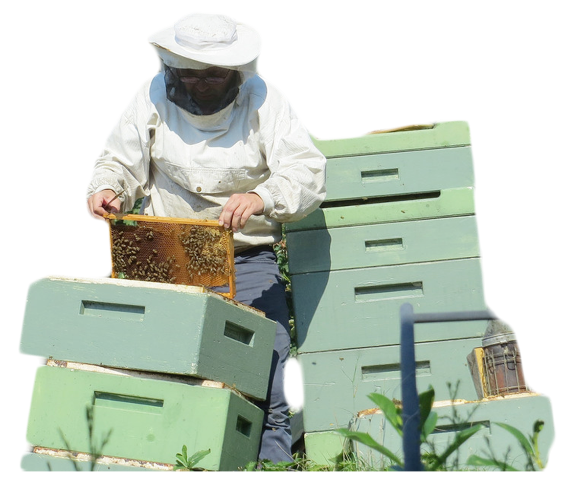 Пчеловодство на белом фоне