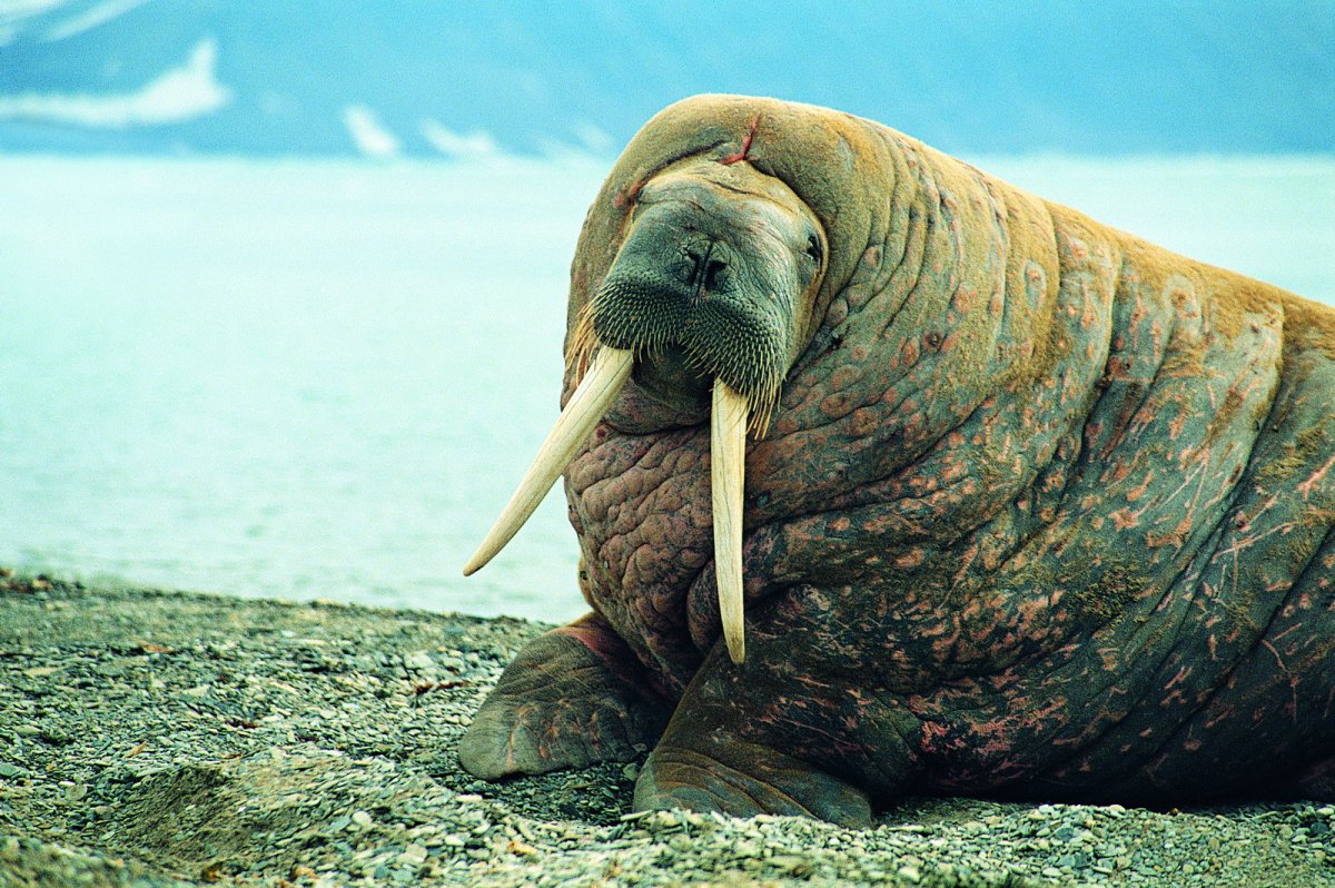 Морж арктической пустыни