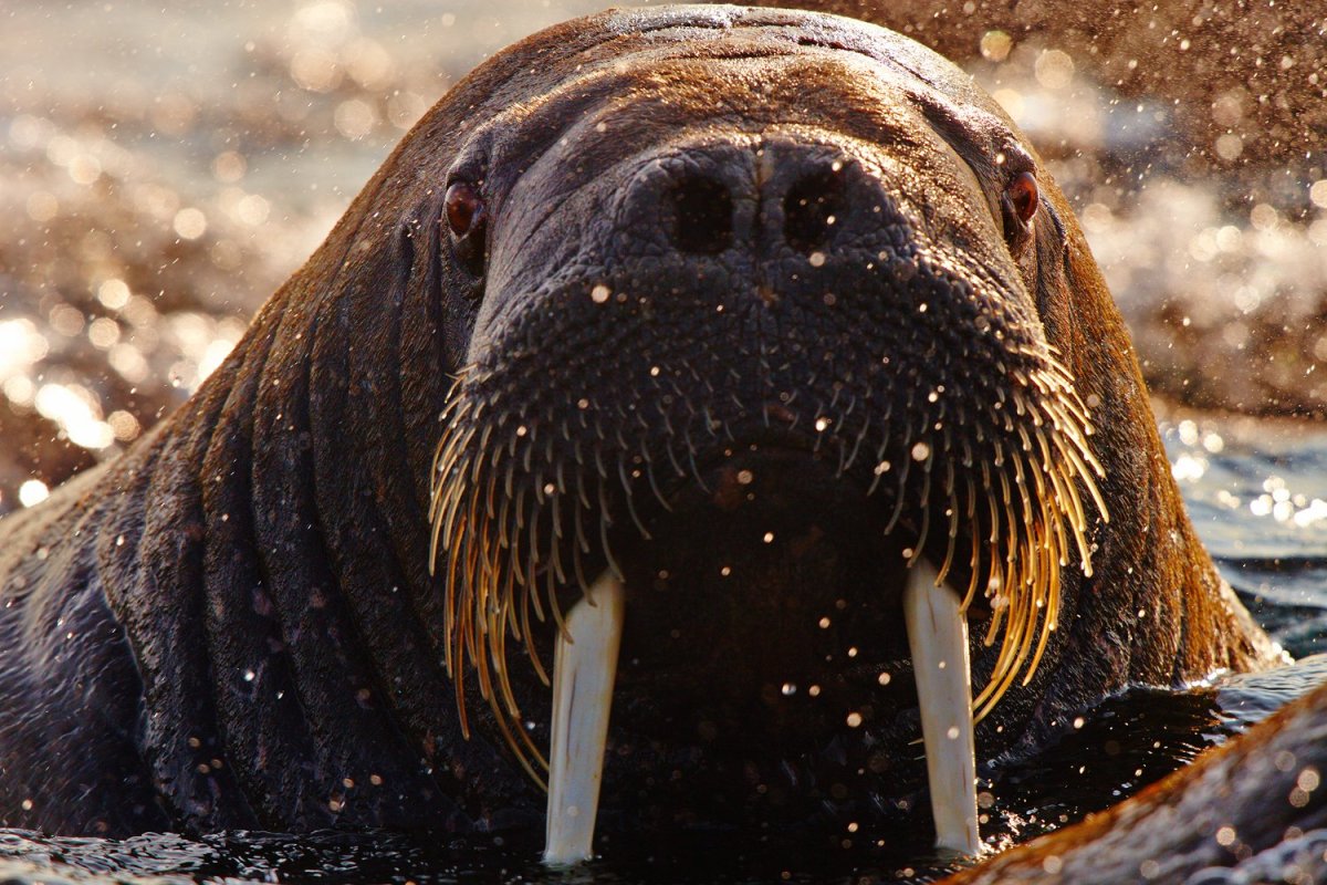 Дальневосточный морж