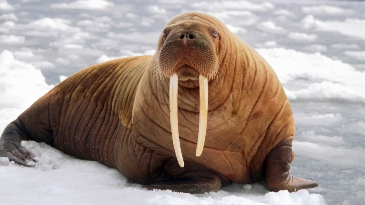 Морж (Атлантический п/вид)