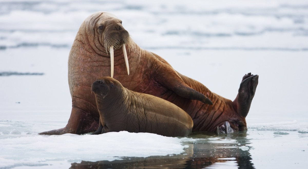 Моржи сивучи Камчатка