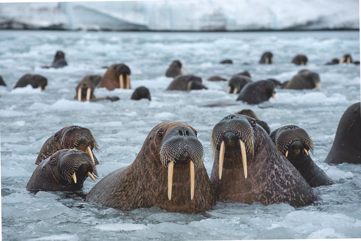 Дальневосточный морж