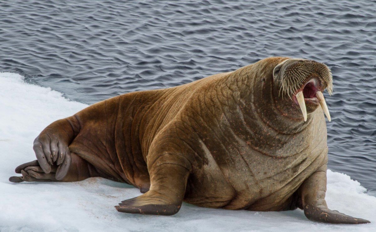 Антарктида морж