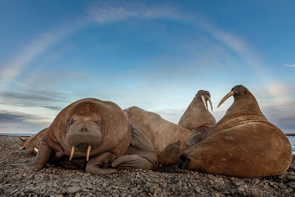 Морж Лаптевский подвид