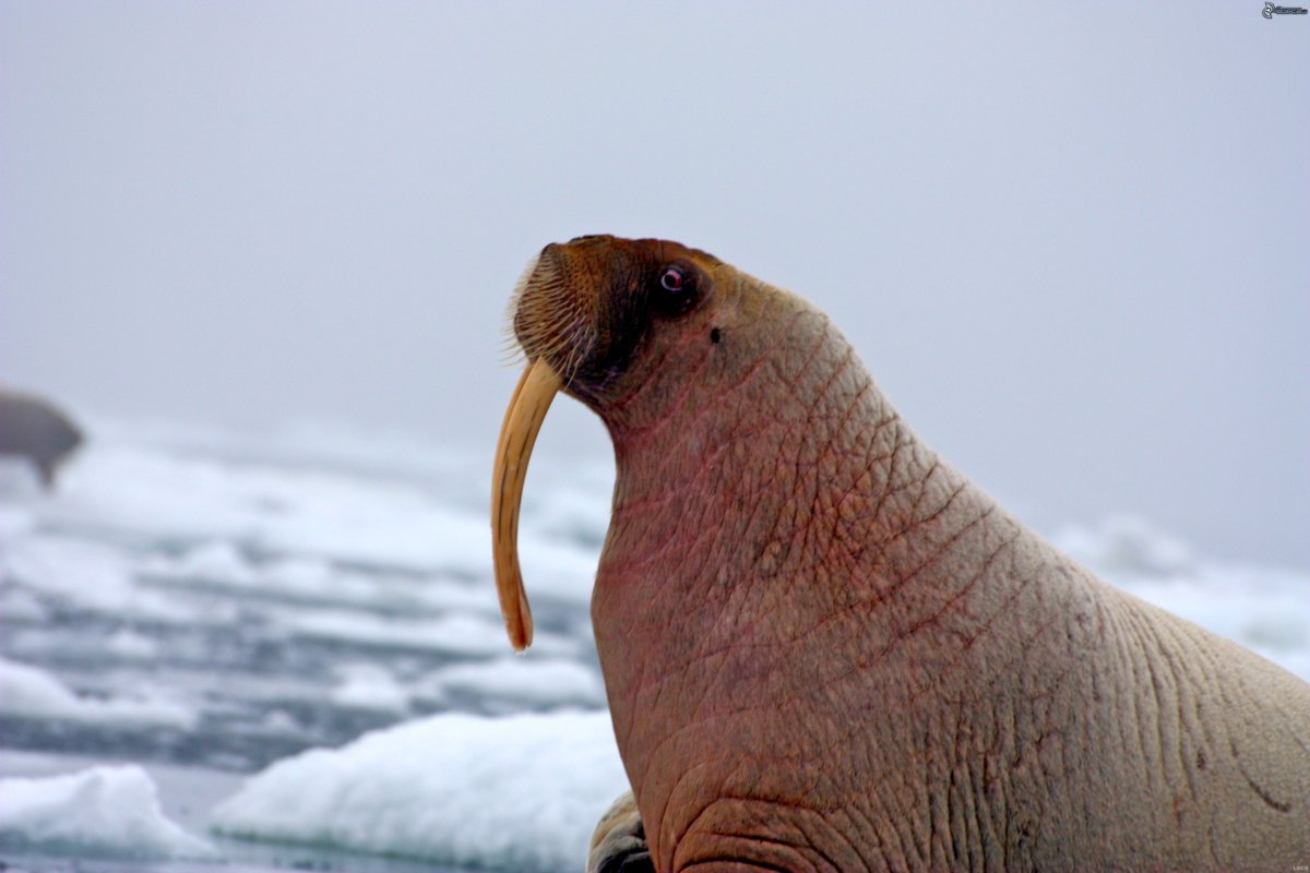 Национальный парк русская Арктика