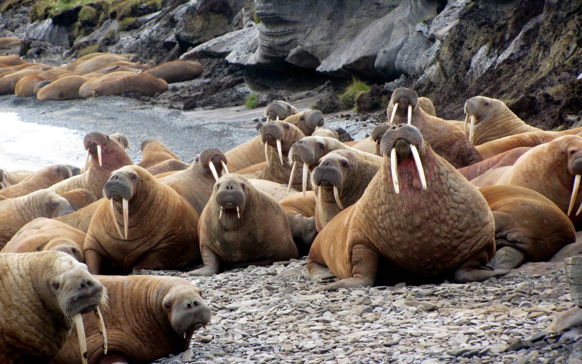 Тихоокеанский морж (Odobenus rosmarus divergens)