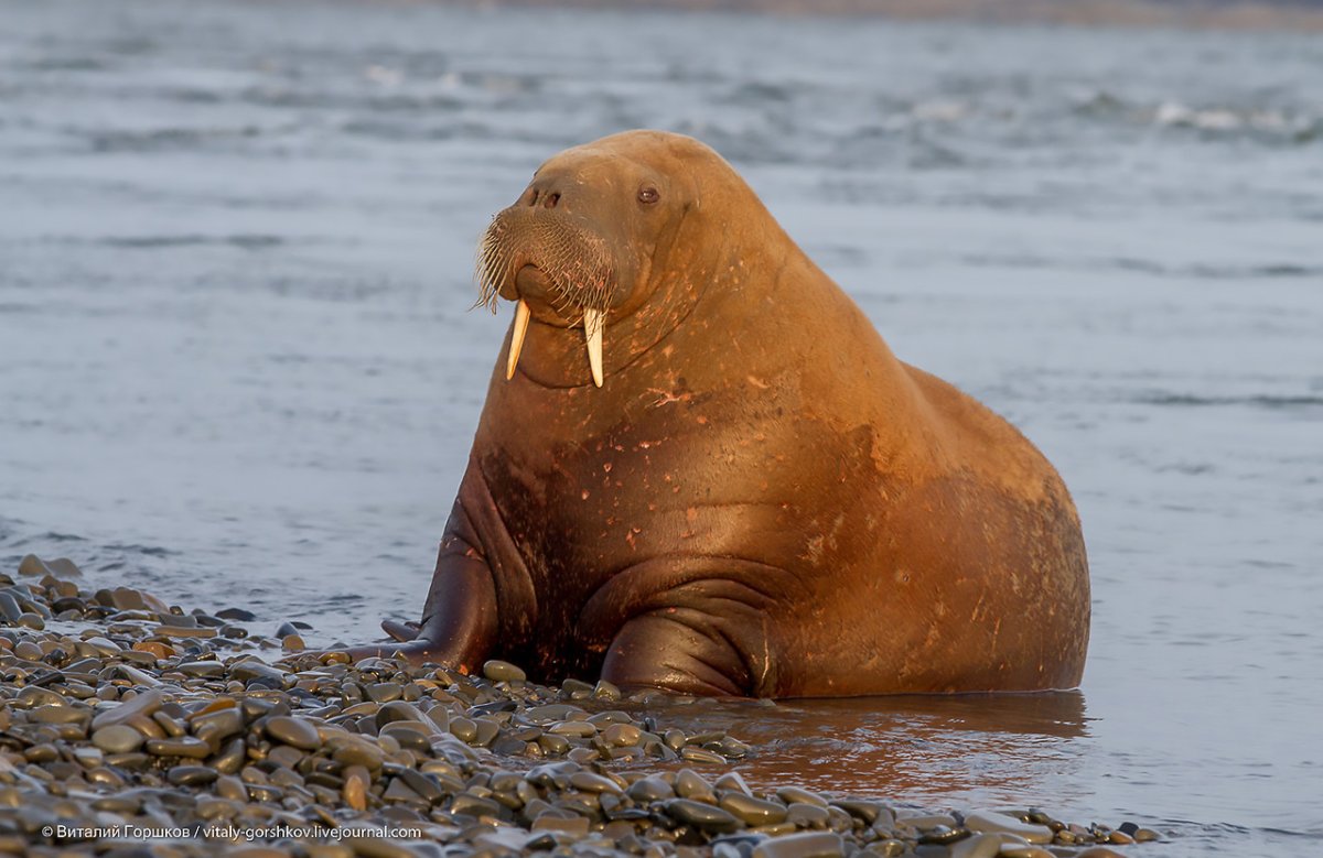 Дальневосточный морж