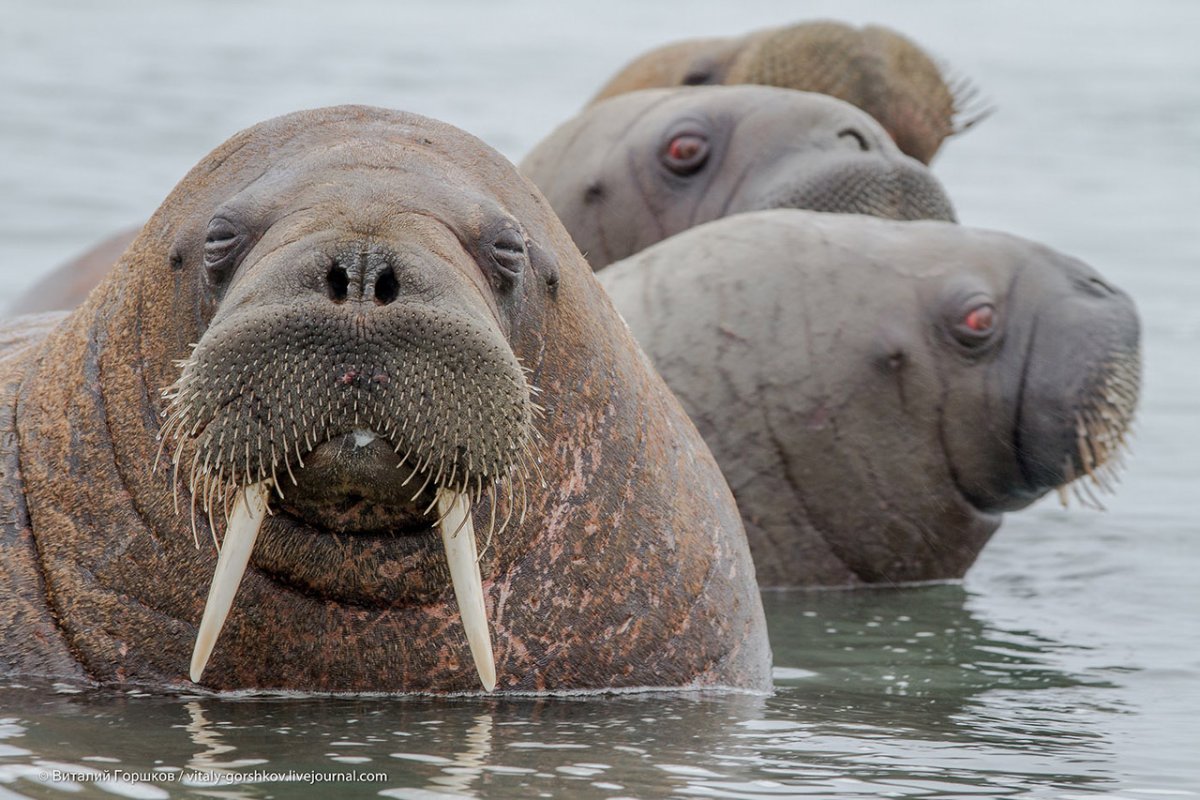 Ластоногие моржи