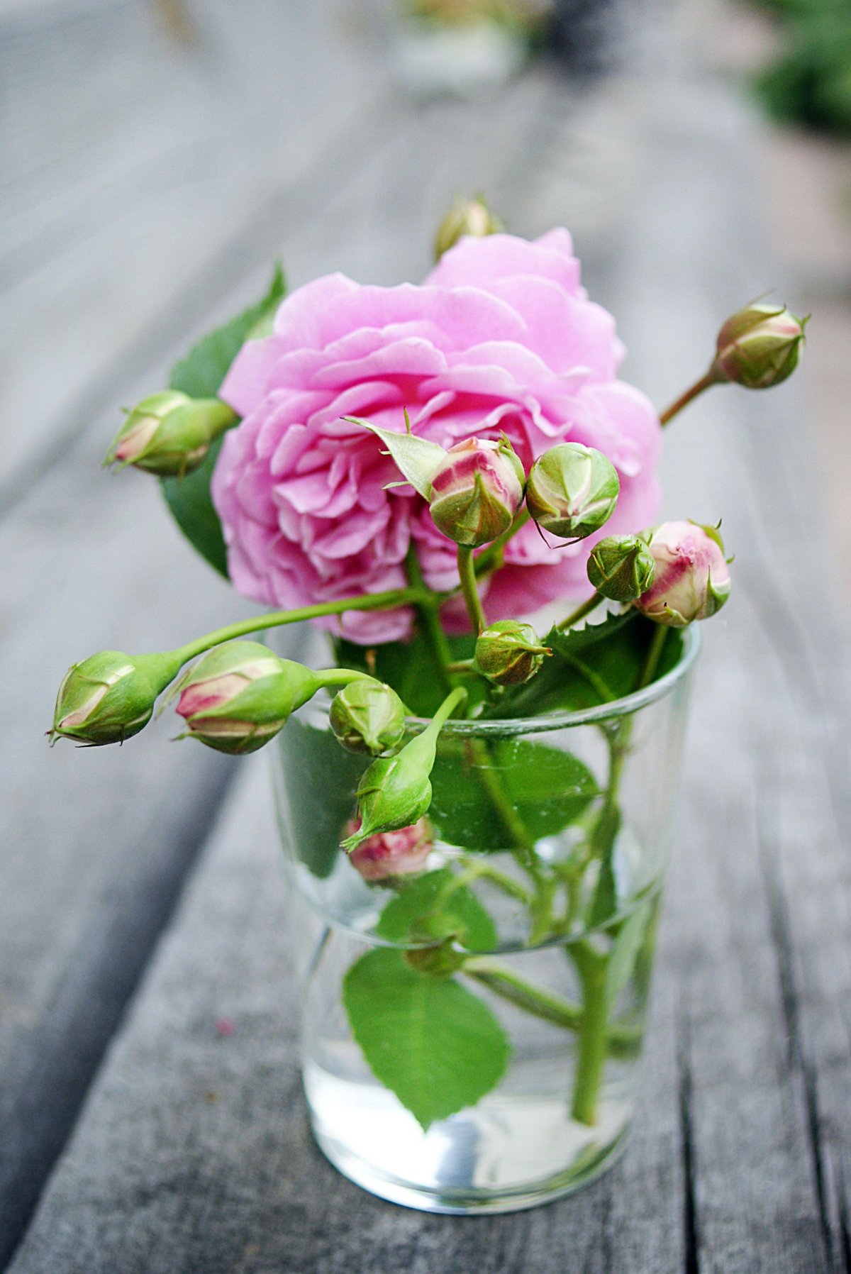 Роза в стакане