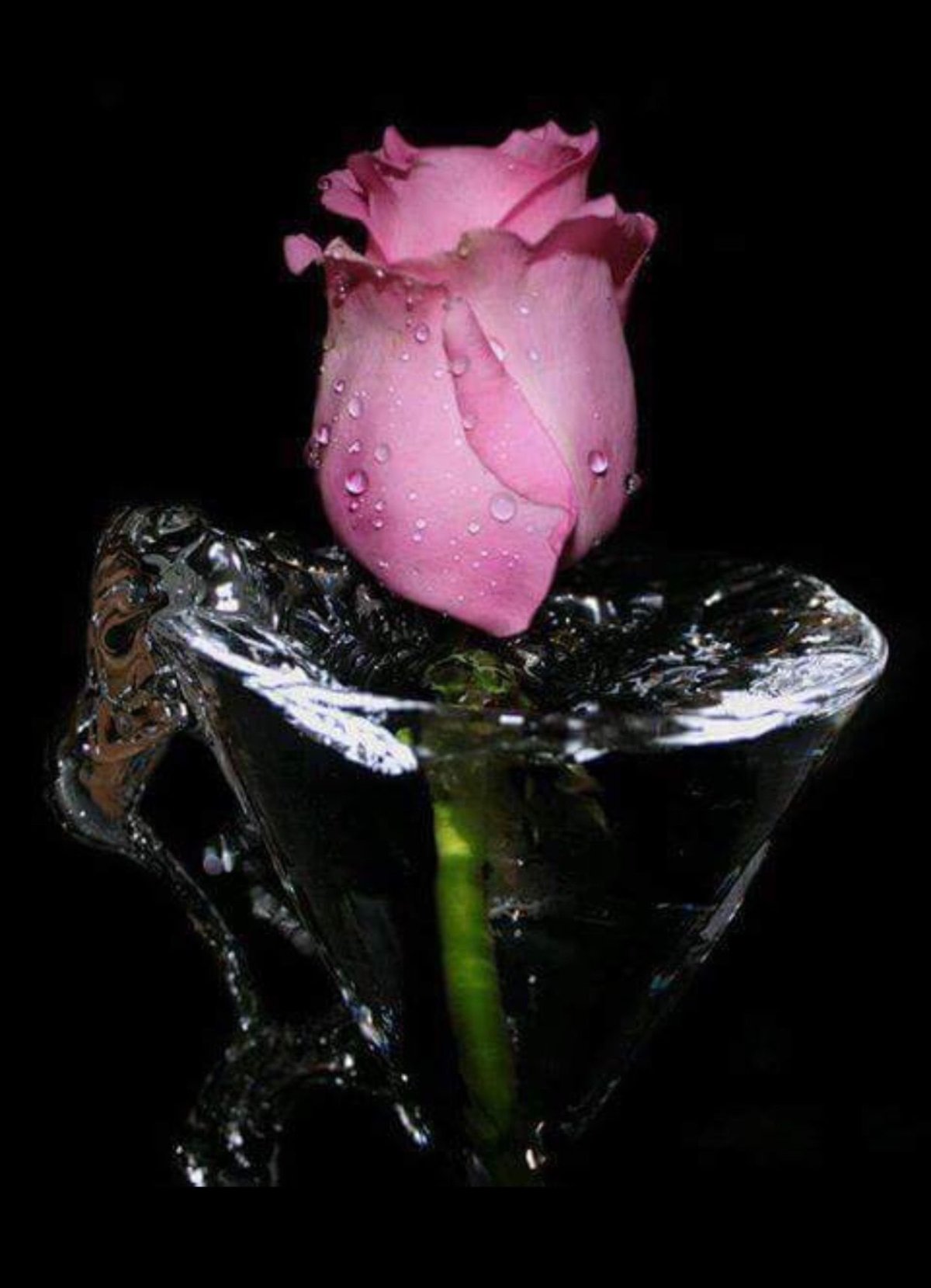 Одинокая роза в капельках