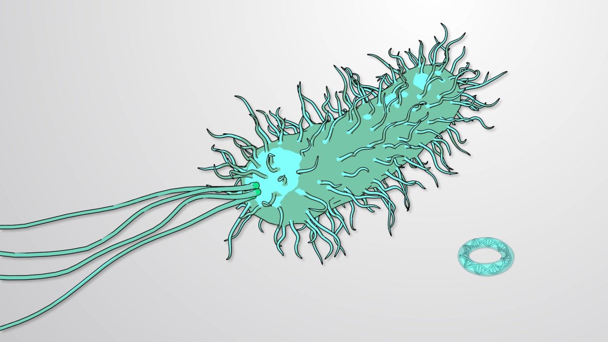 Бактерии паттерн