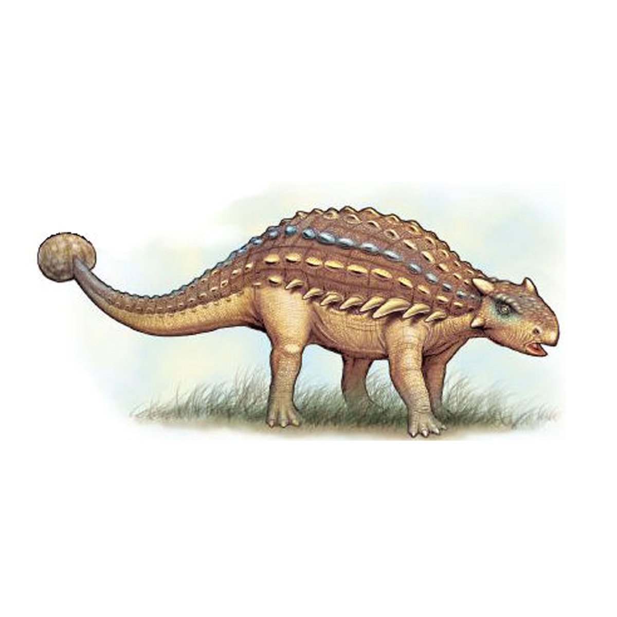 Анкилозавр дзен