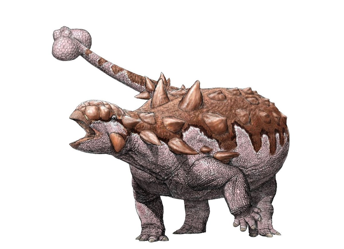 Анкилозавр магнивентрис