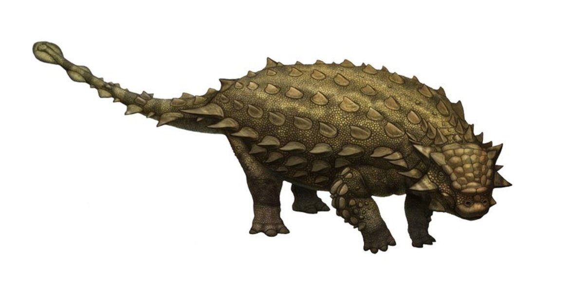 Анкилозавр контур