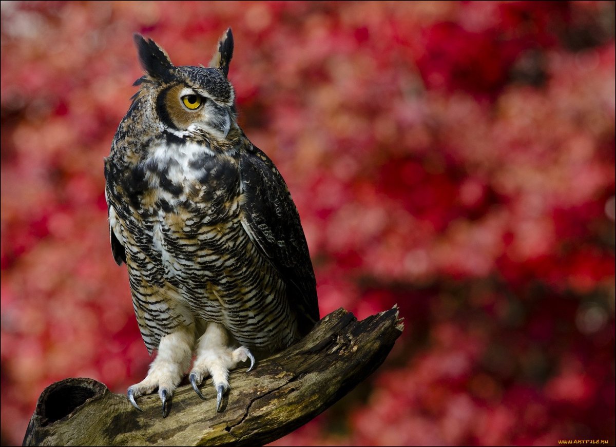 Сова фото