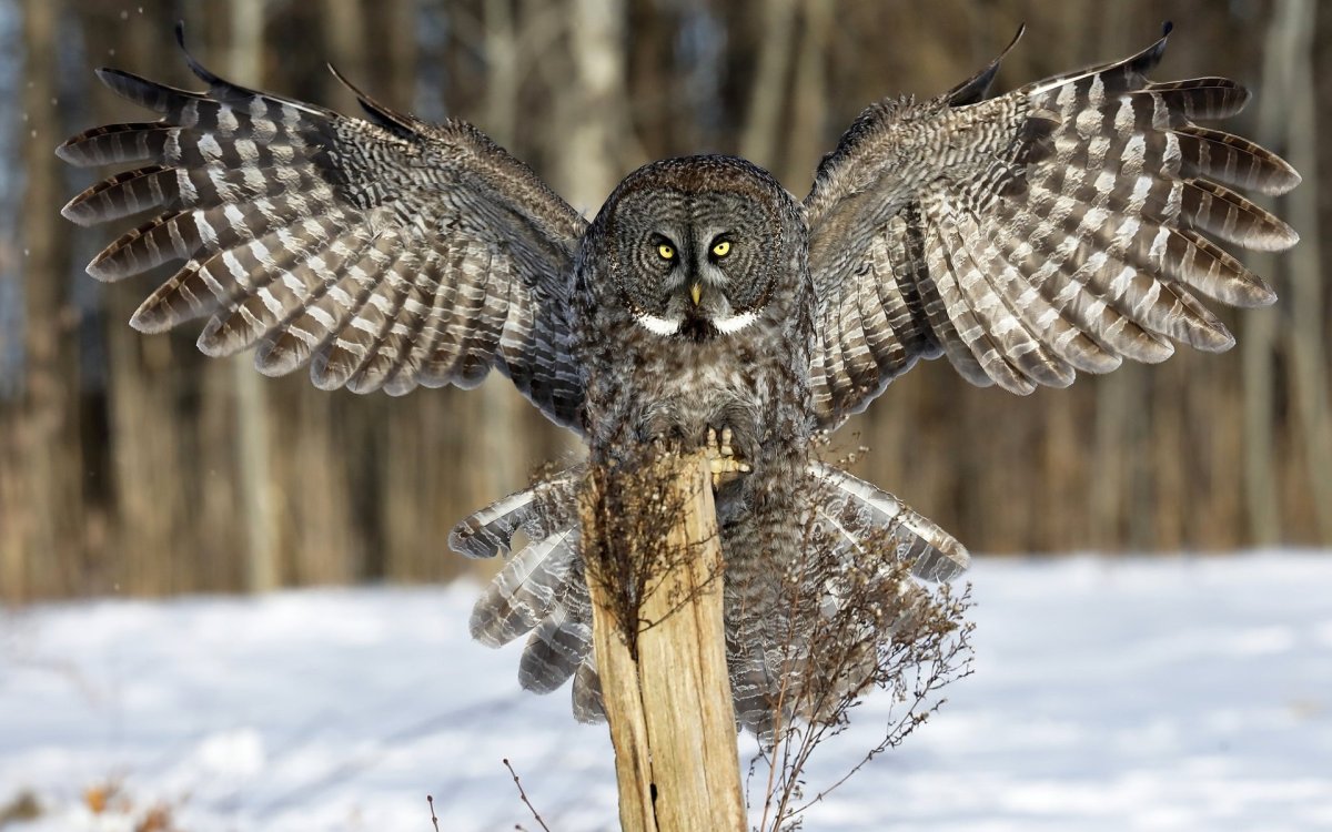 Северная пятнистая неясыть