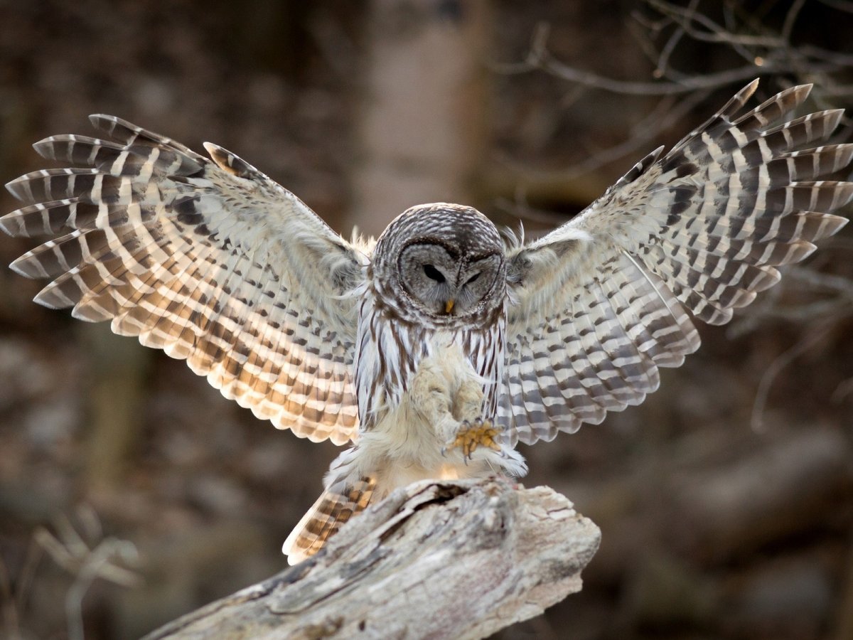 Полярная ушастая Сова