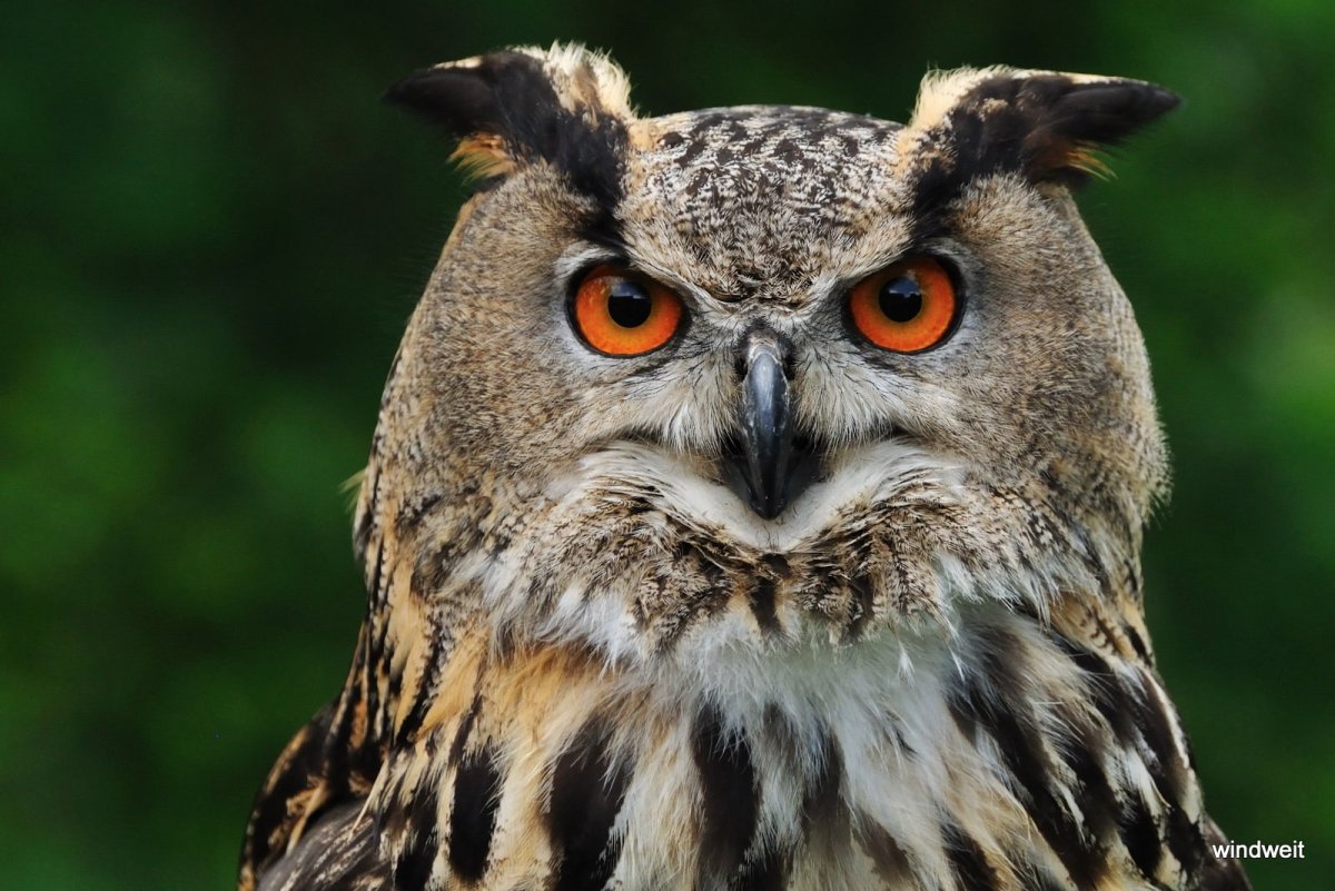 Бенгальский Филин