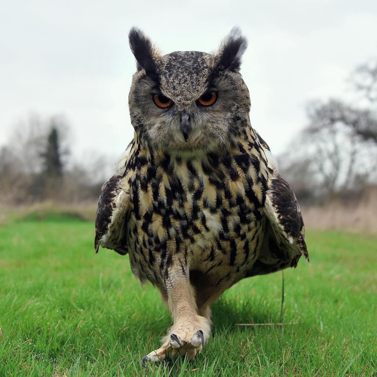 Полярная Сова птица