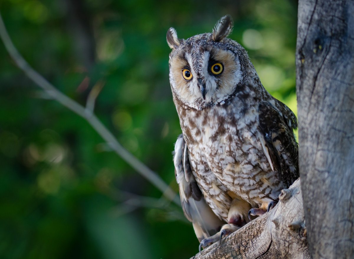 Болотная ушастая Сова