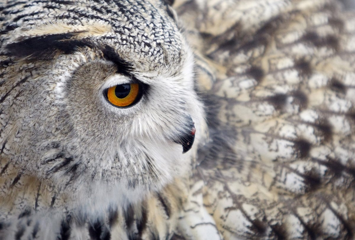 Взгляд Совы