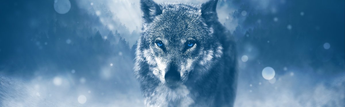 Волк обложка