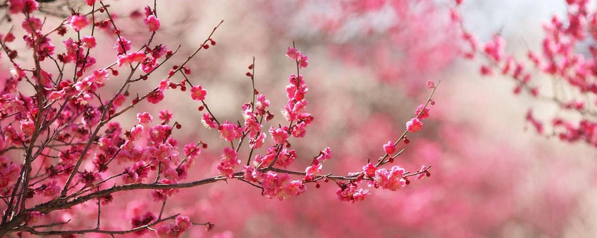 2048 Х 1152 Сакура