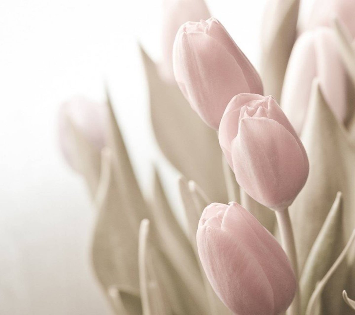 Тюльпаны Эстетика Пинтерест