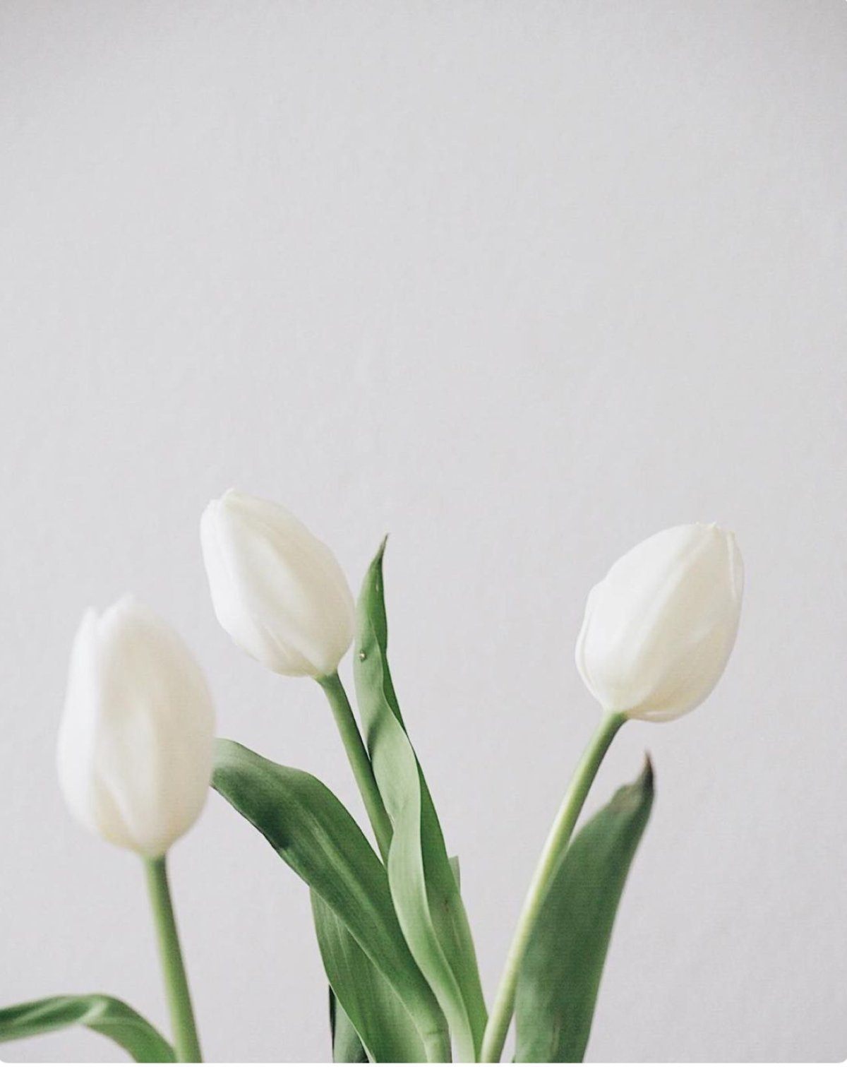 Красивые раскладки с цветами