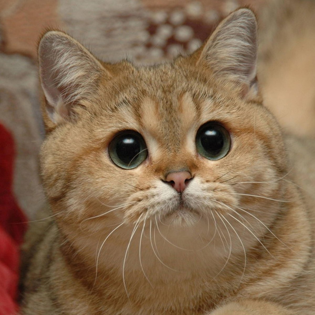 Котик с щечками