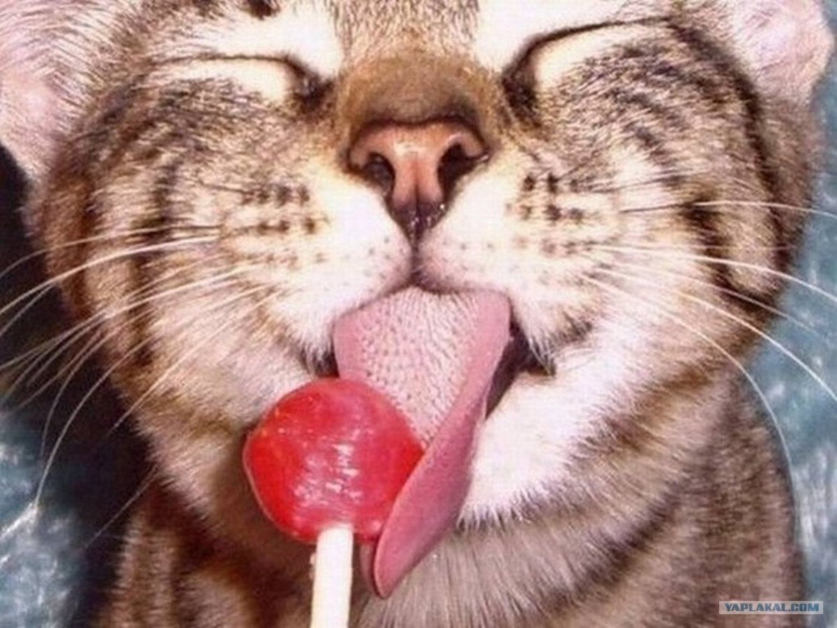 Высказывания о радости